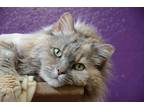Adopt Ash a Gray or Blue Maine Coon / Domestic Shorthair / Mixed cat in