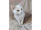 Adopt Minou a White Domestic Shorthair / Domestic Shorthair / Mixed cat in