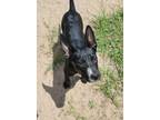 Adopt Max a Australian Cattle Dog / Mixed dog in Ocala, FL (35082963)