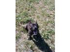 Adopt Cherry a Black American Pit Bull Terrier / Mixed dog in Scottsbluff