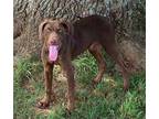 Adopt Denver a Brown/Chocolate Retriever (Unknown Type) / Mixed dog in