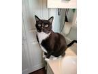 Adopt Sundae A Black & White Or Tuxedo Maine Coon / Mixed (short Coat) Cat In