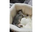 Adopt Honey A Gray, Blue Or Silver Tabby European Burmese (medium Coat) Cat In