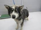 Adopt 81184 a Gray/Blue/Silver/Salt & Pepper Husky dog in Nogales, AZ (35079290)