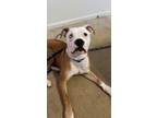 Adopt Beans a White - with Brown or Chocolate Boxer / American Pit Bull Terrier