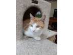 Adopt Cowchka a Domestic Shorthair / Mixed (short coat) cat in Neillsville
