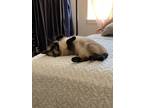Adopt Purdy a Cream or Ivory Siamese / Mixed (medium coat) cat in Nitro