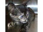 Adopt Raven a Domestic Shorthair / Mixed (short coat) cat in LAFAYETTE