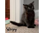 Adopt Sleepy - GORGEOUS KITTEN and FREE Gift Bag a All Black Maine Coon / Mixed