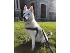 Adopt Zoey a White German Shepherd Dog / Husky / Mixed dog in Newmarket