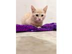 Adopt Lani a Orange or Red Domestic Shorthair / Domestic Shorthair / Mixed cat