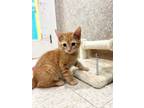 Adopt Kaleo a Orange or Red Domestic Shorthair / Domestic Shorthair / Mixed cat