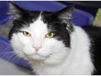 Adopt 37606 - Oreo a Turkish Angora / Mixed cat in Ellicott City, MD (35075133)