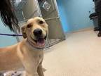 Adopt SQUASH a Brown/Chocolate Labrador Retriever / Boxer / Mixed dog in Newton