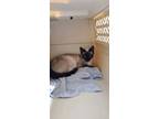 Adopt Amelia a Tan or Fawn Siamese / Domestic Shorthair / Mixed cat in Columbus