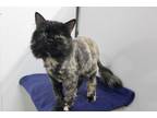 Adopt Fiona a Tortoiseshell Domestic Longhair (long coat) cat in Missoula