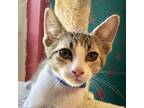 Adopt Stan a White Domestic Shorthair / Mixed cat in Denison, TX (35074372)