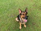 Adopt Star a Brown/Chocolate - with Black German Shepherd Dog / Mixed dog in