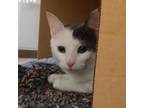 Adopt Zoe a White Domestic Shorthair / Mixed cat in Ballston Spa, NY (35072182)