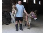 Super sweet and friendly pair of Jenny mini donkeys