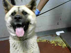 Adopt CINDERELLA a Tan/Yellow/Fawn Chow Chow / German Shepherd Dog / Mixed dog