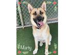 Adopt MARTY a Black - with Tan, Yellow or Fawn German Shepherd Dog / Mixed dog