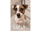 Adopt LUISA a Pit Bull Terrier, Mixed Breed