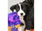Adopt SKYLAR a Pit Bull Terrier, Mixed Breed