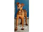 Adopt THELMA a Redbone Coonhound, Mixed Breed