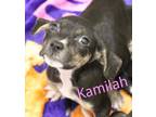 Adopt KAMILAH a Pit Bull Terrier, Mixed Breed
