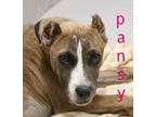 Adopt PANSY a Pit Bull Terrier, Mixed Breed