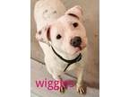 Adopt WIGGLES a Pit Bull Terrier, Mixed Breed