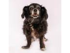 Adopt Popsicle 9828 a Dachshund