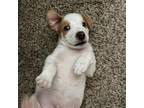 Adopt Louie a Jack Russell Terrier, Mixed Breed