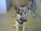 Adopt A814290 a German Shepherd Dog