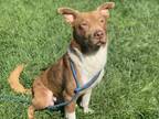 Adopt TRAPPY a Border Collie, Pit Bull Terrier