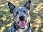 Adopt RALPH a Australian Cattle Dog / Blue Heeler