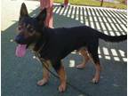 Adopt A064472 a German Shepherd Dog