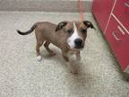 Adopt WISHBONE a Pit Bull Terrier, Mixed Breed