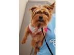 Adopt DONNA a Yorkshire Terrier