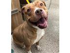 Adopt SPARKLES a Staffordshire Bull Terrier