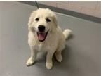 Adopt CLYDE a Great Pyrenees
