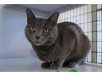 Adopt Ryme a Russian Blue