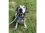 Adopt PERCY a Bluetick Coonhound