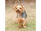 Adopt Stitch 12258 a Yorkshire Terrier