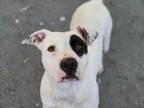 Adopt ADALEE a Pit Bull Terrier, Mixed Breed