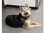 Adopt Sd 11 Royal a German Shepherd Dog