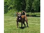 Adopt Penny a Mountain Cur, Mixed Breed