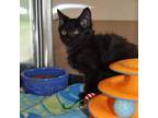 Adopt Sweet William a Domestic Long Hair