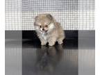 Pomeranian PUPPY FOR SALE ADN-415249 - Rare females and Males